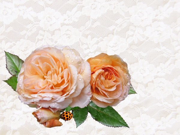 Apricot Lace роза
