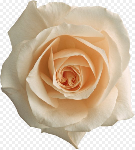 Белые розы на белом фоне