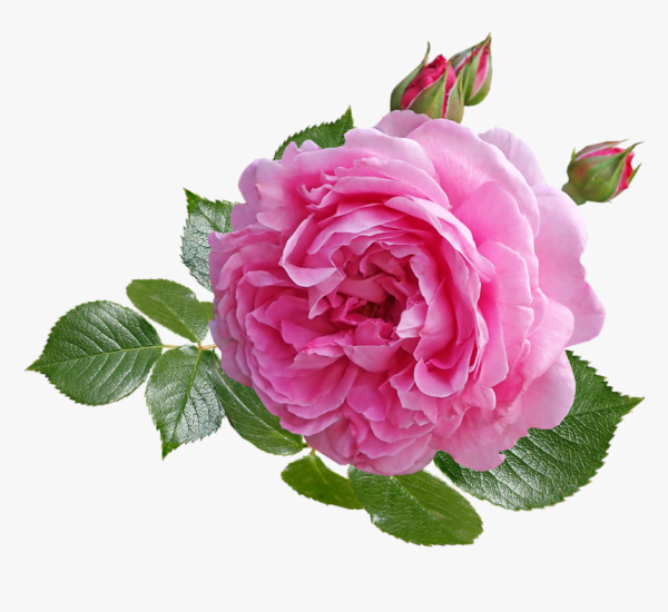 Бутоны дамасской розы