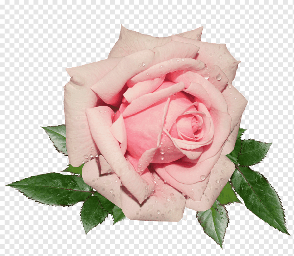 Розовые розы на белом фоне