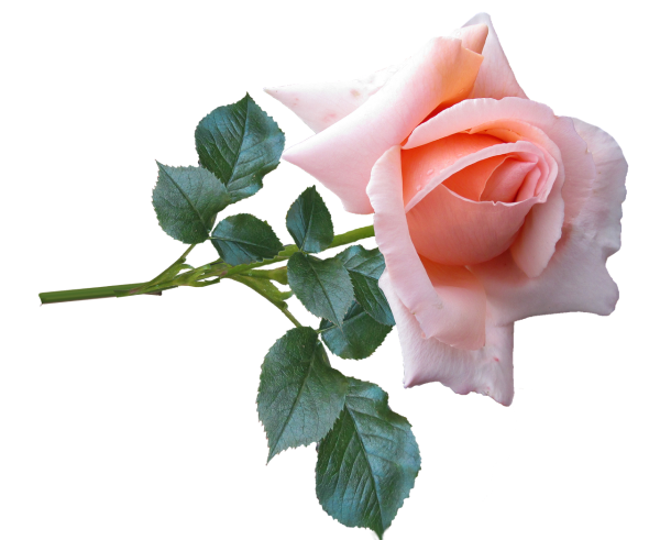 Розовые розы