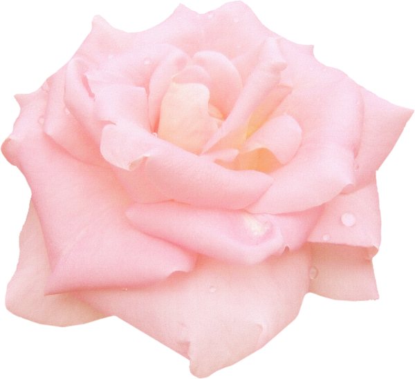 Нежные розы на прозрачном фоне