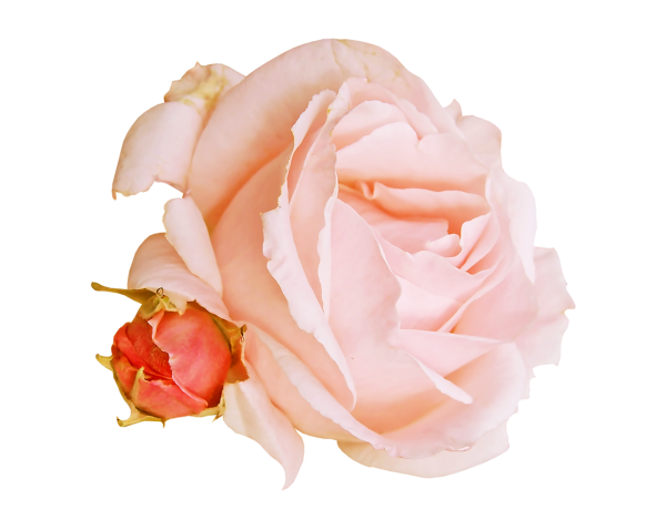 Чайная роза на белом фоне