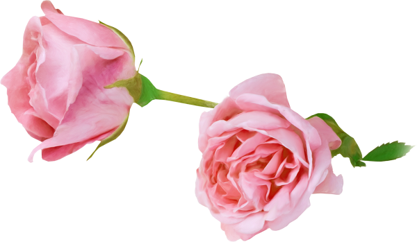 Нежные розы на прозрачном фоне