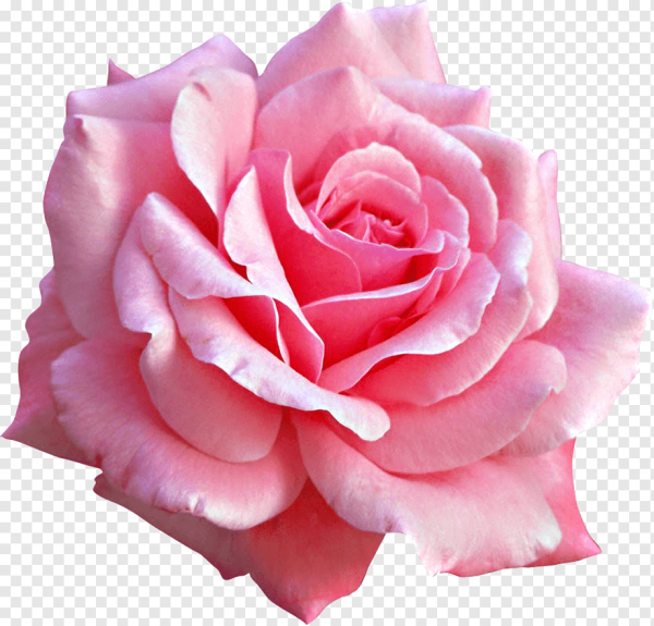 Пинк Блаш роза