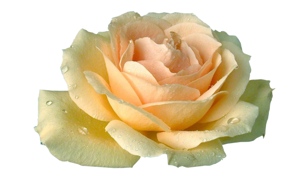 Чайная роза