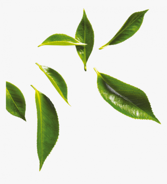 Чайный листик