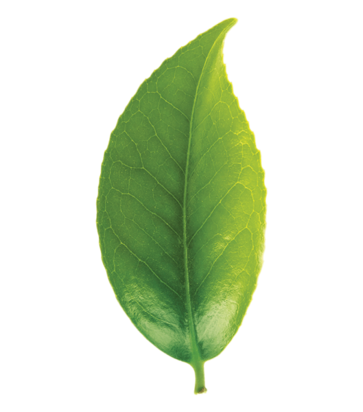 Зеленый чай листья