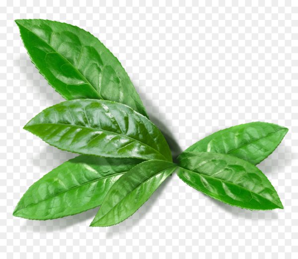 Чайный листик