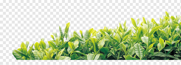 Чайные листья без фона