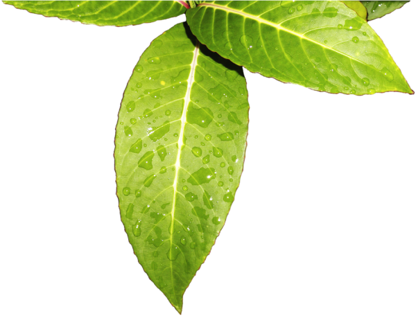 Чайный лист