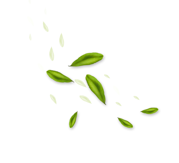 Лепестки зеленые без фона