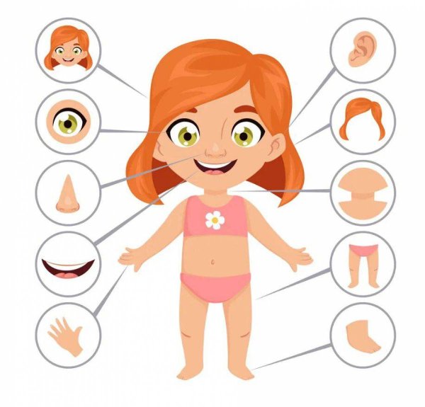 Части тела девочки