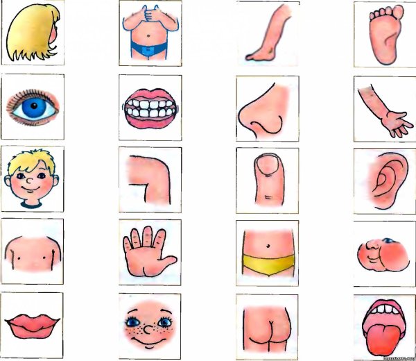 Карточки части тела