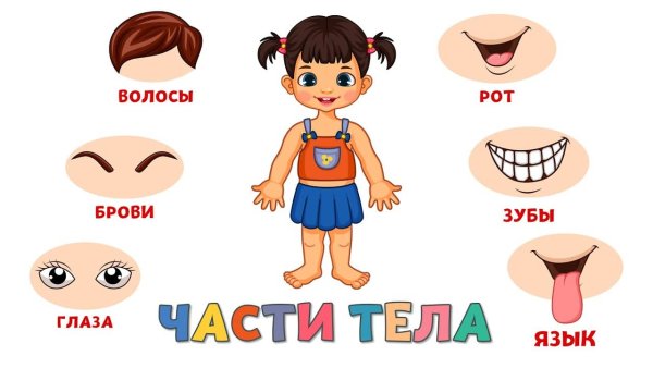 Учим части тела для детей