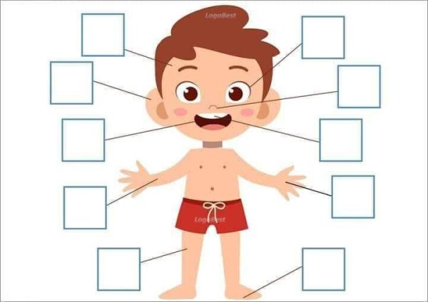 Части тела дошколятам