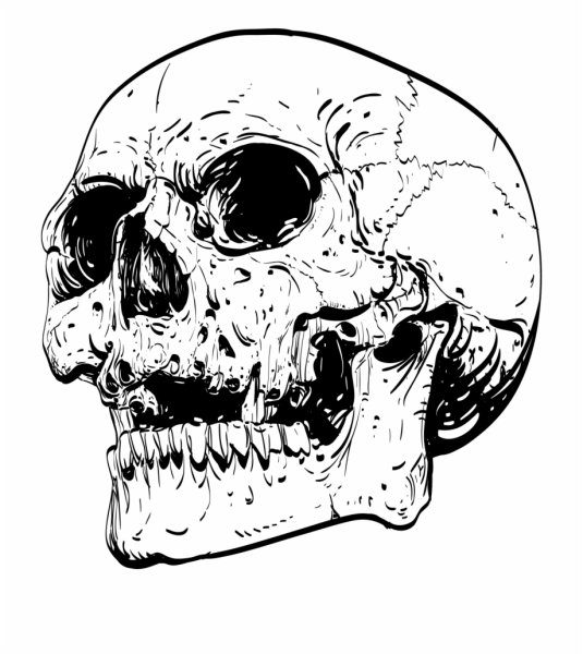 Череп вектор