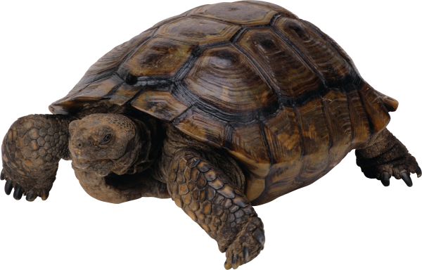 Черепаха на белом фоне