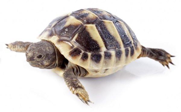 Сухопутная черепаха