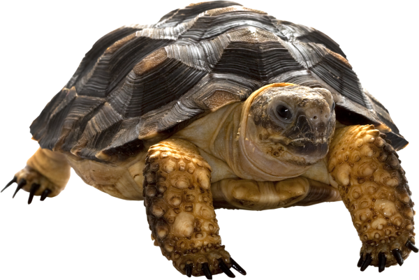 Черепаха на прозрачном фоне