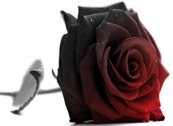 Черные и белые розы