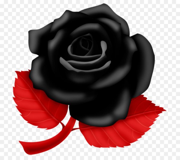 Темные розы на прозрачном фоне