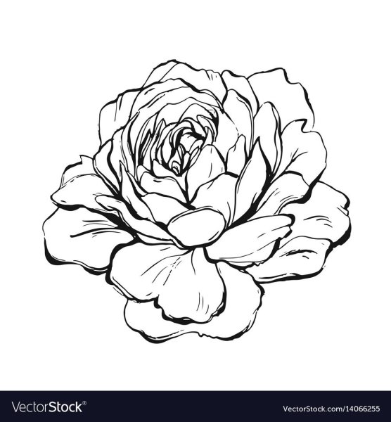 Пион очертание