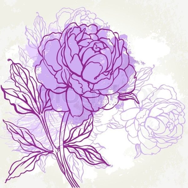 Розовые пионы контур