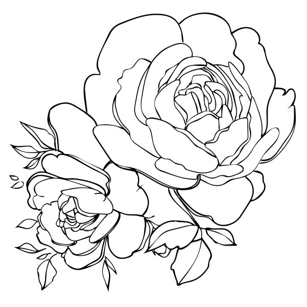 Пионы контур