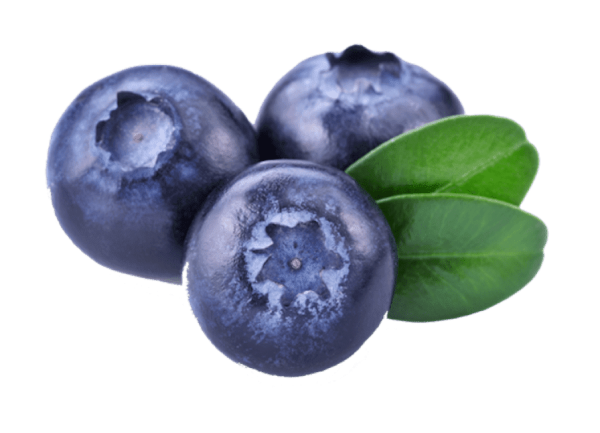 Голубика ягода