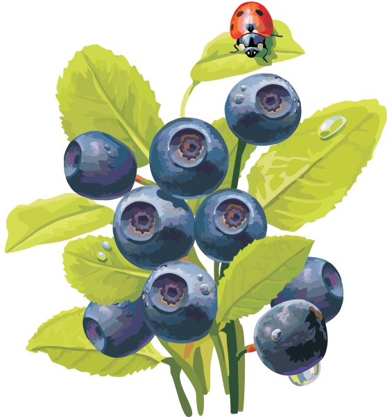 Куст черники для детей