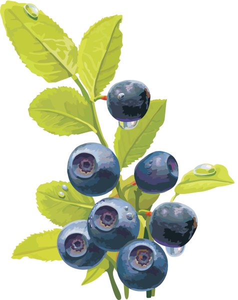 Куст черники вектор