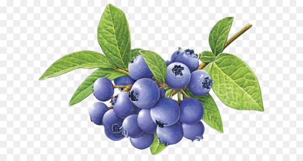 Черника для детей