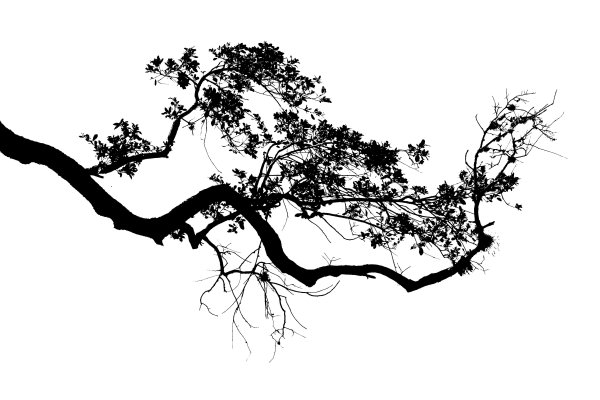 Ветви деревьев силуэт