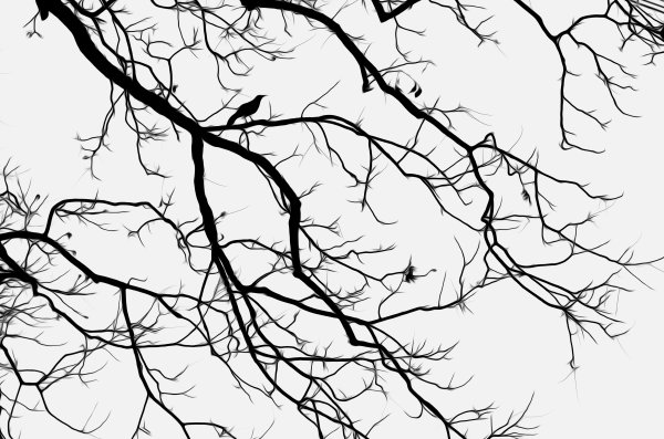 Ветка силуэт