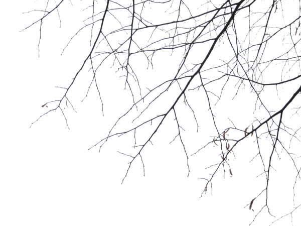 Ветка на белом фоне