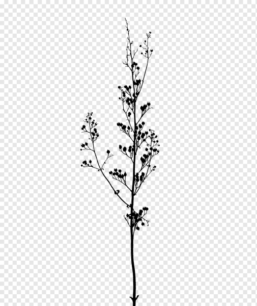 Ветка растения без фона