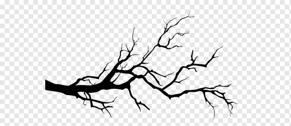 Ветви деревьев силуэт