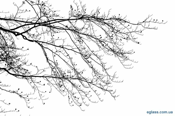 Ветка на белом фоне