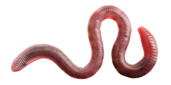 Червь на прозрачном фоне
