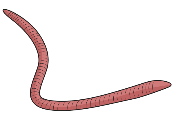 Червь на белом фоне