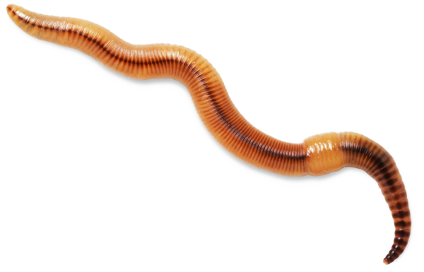 Червяк на белом фоне