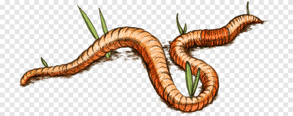 Дождевой червь на белом фоне