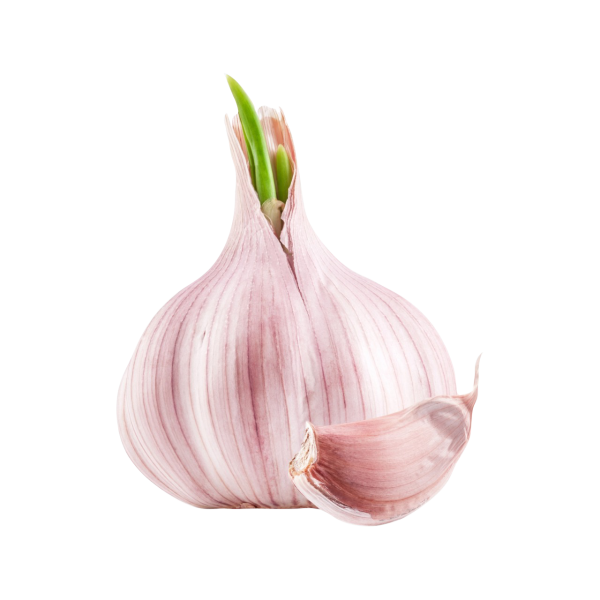 Головка чеснока