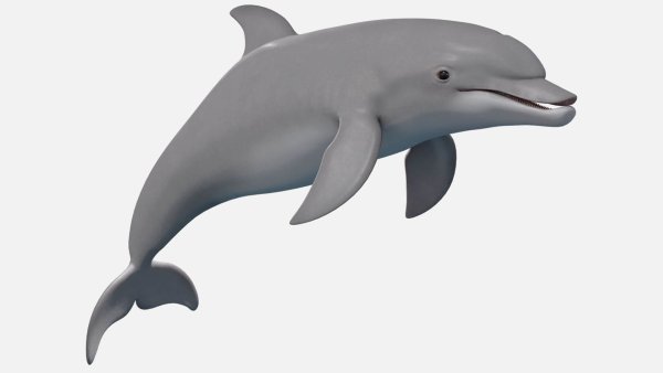 Дельфины на белом фоне