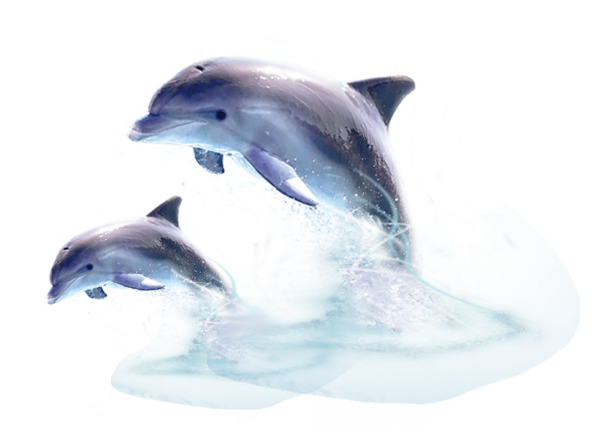 Дельфины на прозрачном фоне