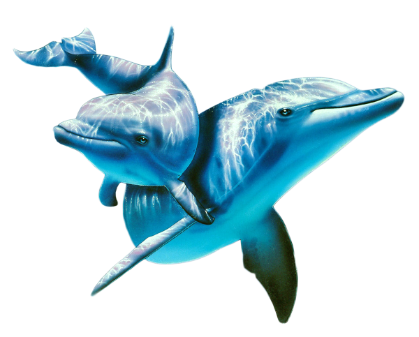 Дельфины на белом фоне