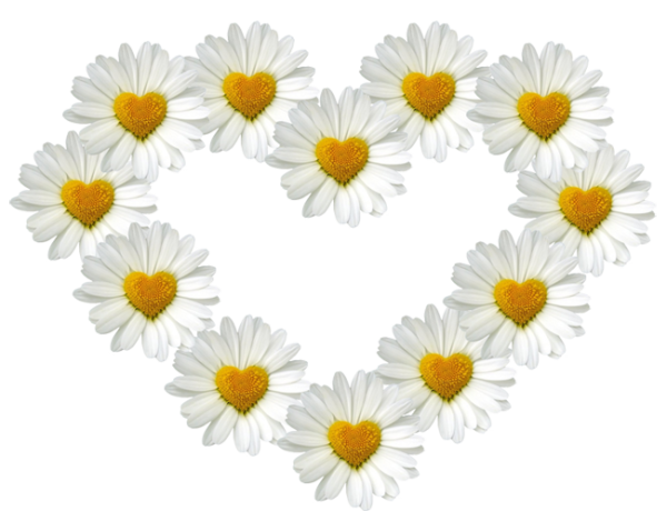 Сердце из ромашек
