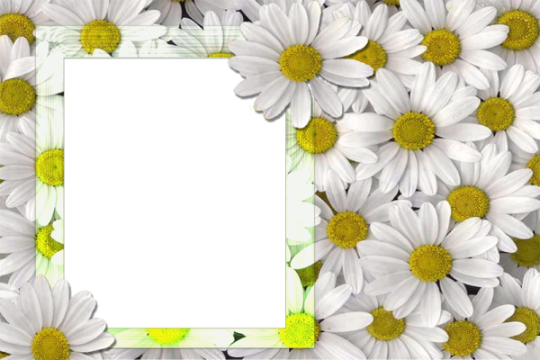 Рамка для фотографий с ромашками
