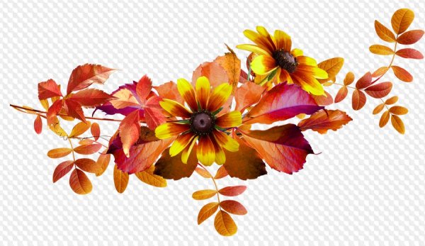 Осенние цветы на прозрачном фоне для фотошопа